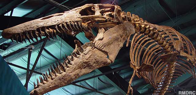 A fossil skeleton such as this Mosasaur takes years to assemble, costs millions to buy.