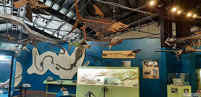 Aquatic, extinct creatures swim overhead in the Marine Gallery.
